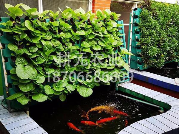 如何避免魚菜共生設(shè)備被污染？