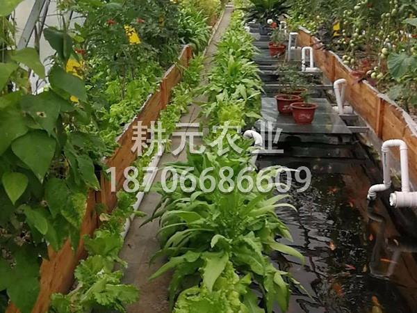 維護(hù)魚(yú)菜共生設(shè)備需要注意哪些方面